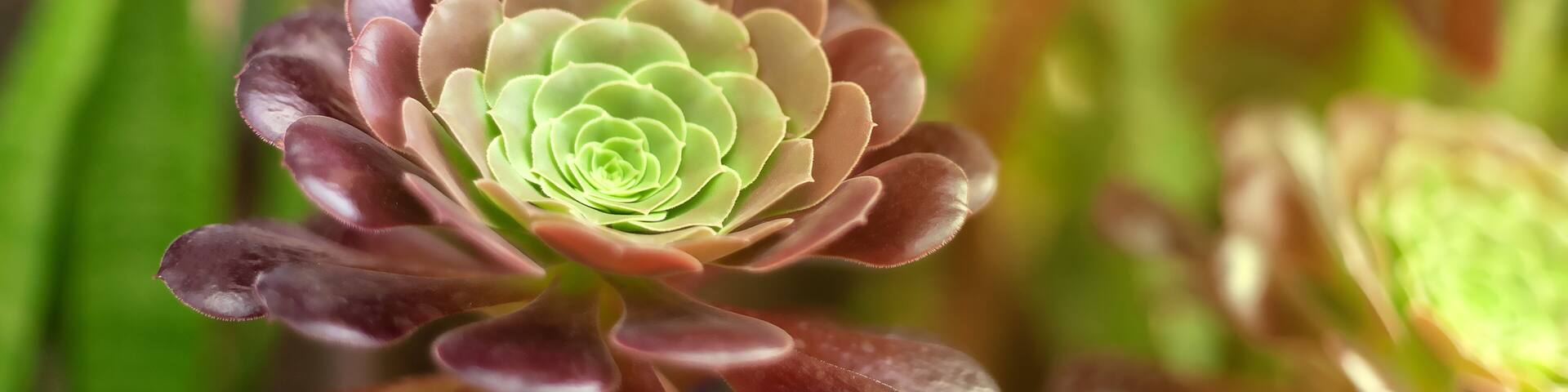 Burgundy green succulent plant from Southern California.