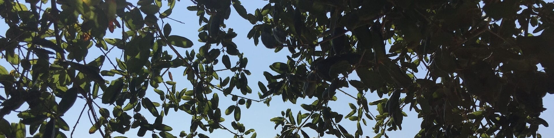 Nice free park (donations welcome) on the hills above Ojai. Very peaceful and great view over the town.
#outdoors #Ojai #california