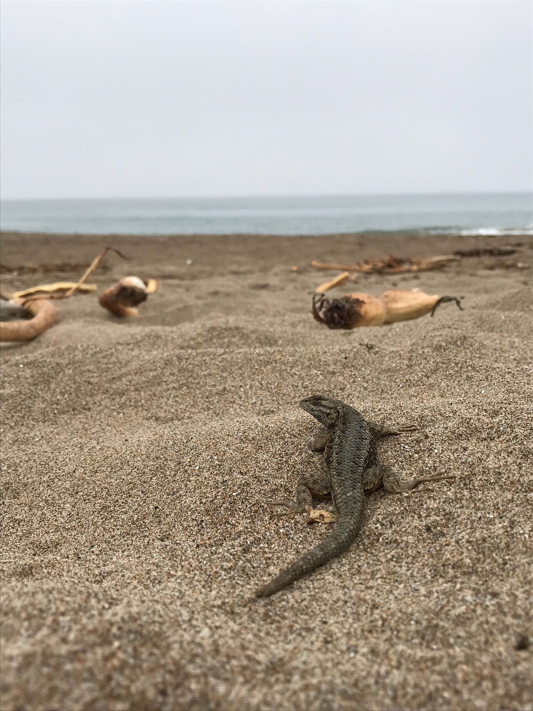 Caught some wildlife this morning. Great place for sand dunes and fine sands!