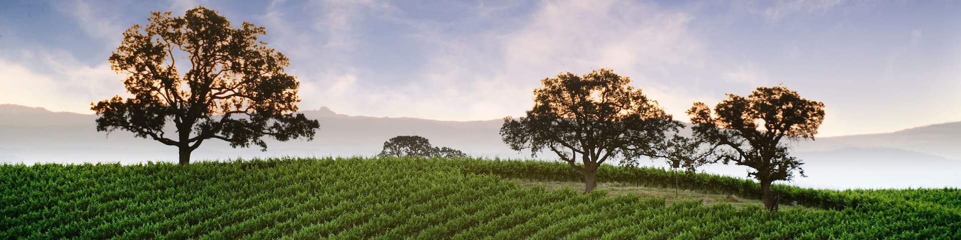 A vineyard with rows of grapevines and three trees on a hillside.