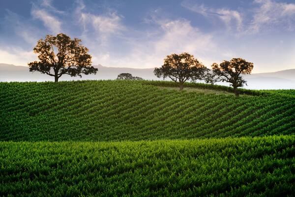 Hillside Vineyard with Oak