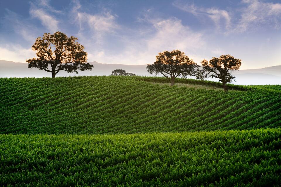 Hillside Vineyard with Oak