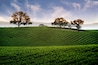 Hillside Vineyard with Oak