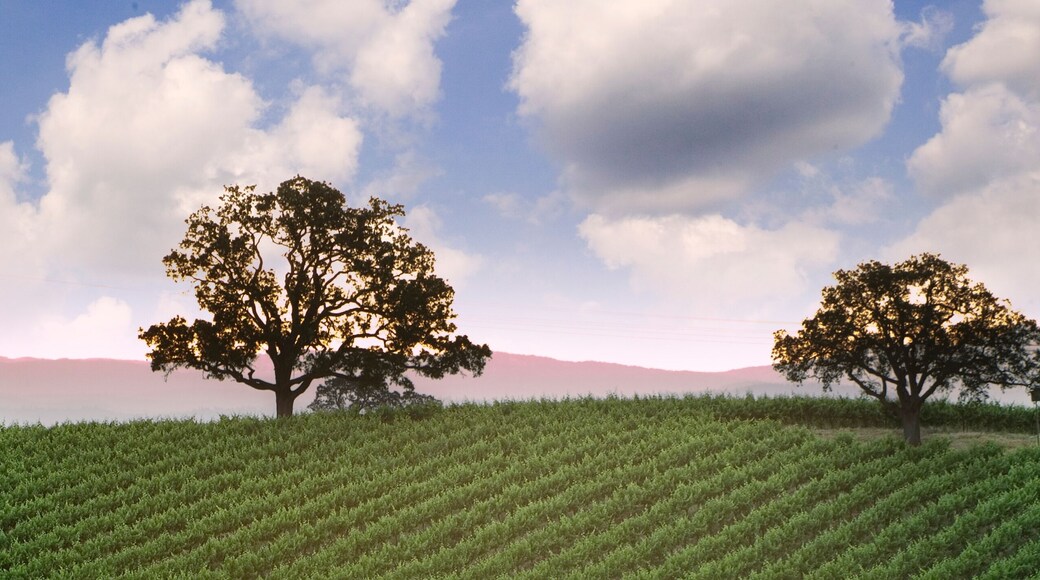Azienda vinicola Hidden Oak Winery