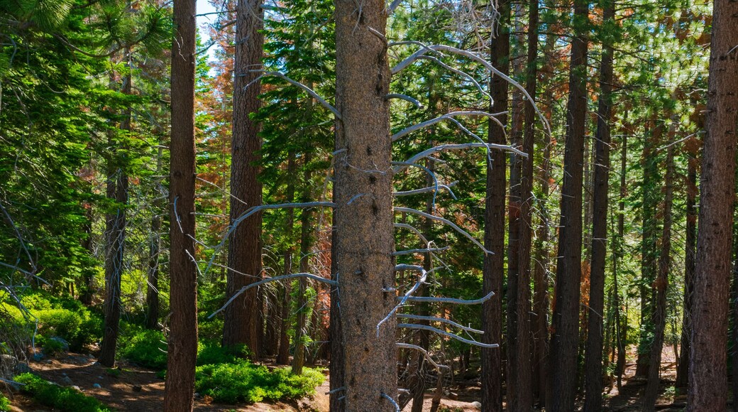 Sierra South Mountain Sports