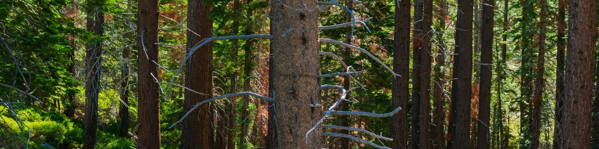 Sky Reflected on Forest Puddle