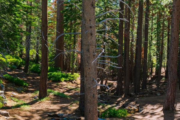 Sky Reflected on Forest Puddle