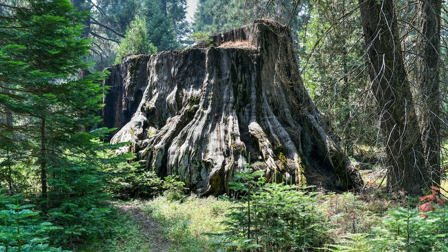 Sendero Big Stump