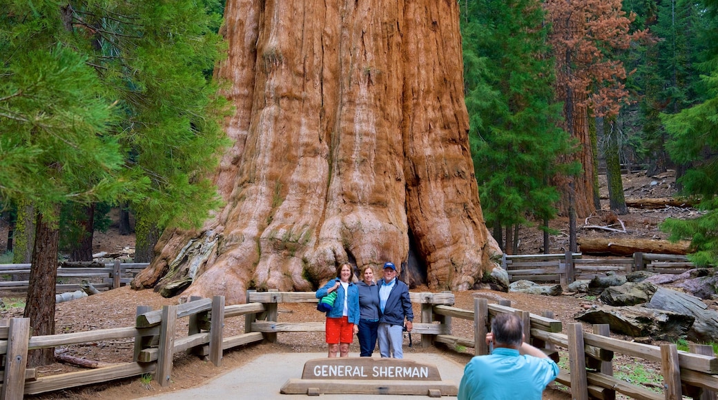Sequoia National Park toont bossen en ook een klein groepje mensen