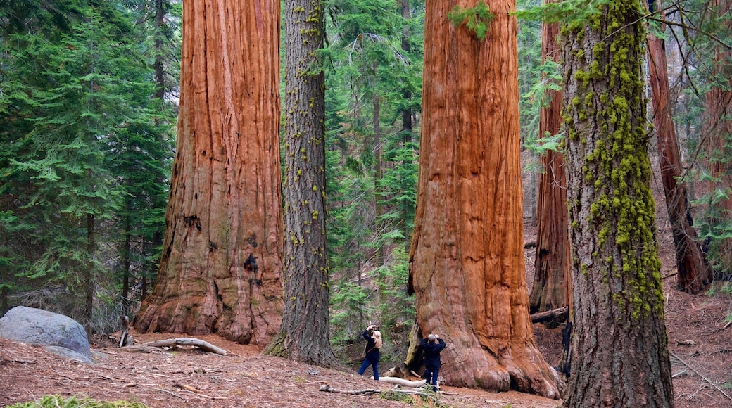 Sequoia National Park som viser skoglandskap