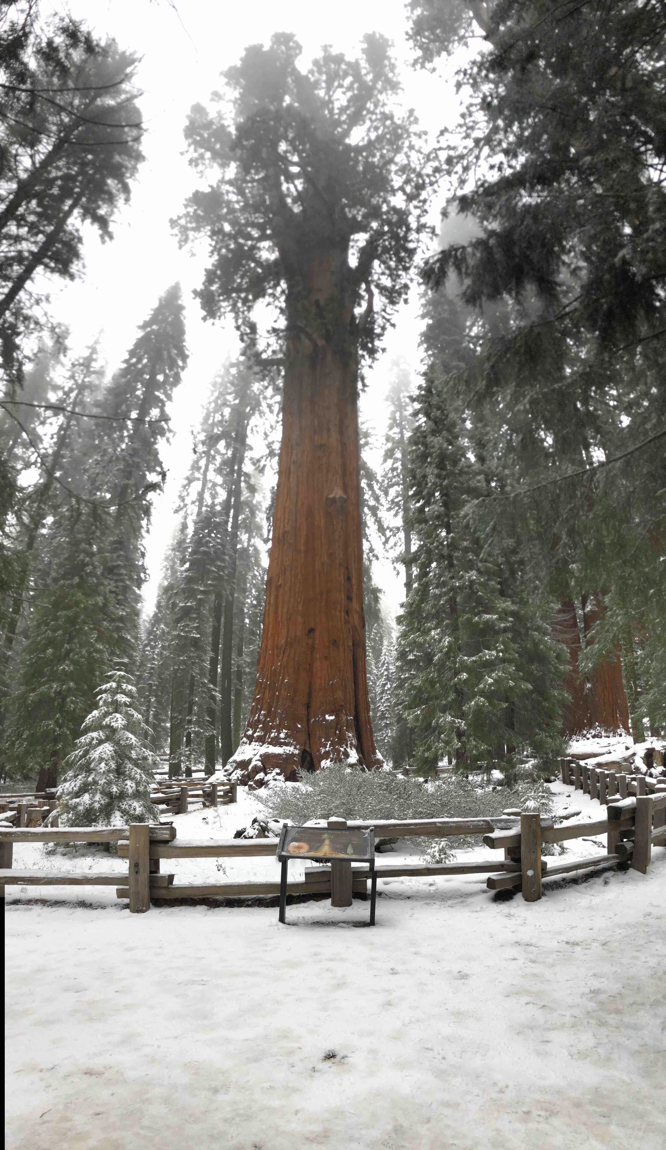 The largest tree on earth...