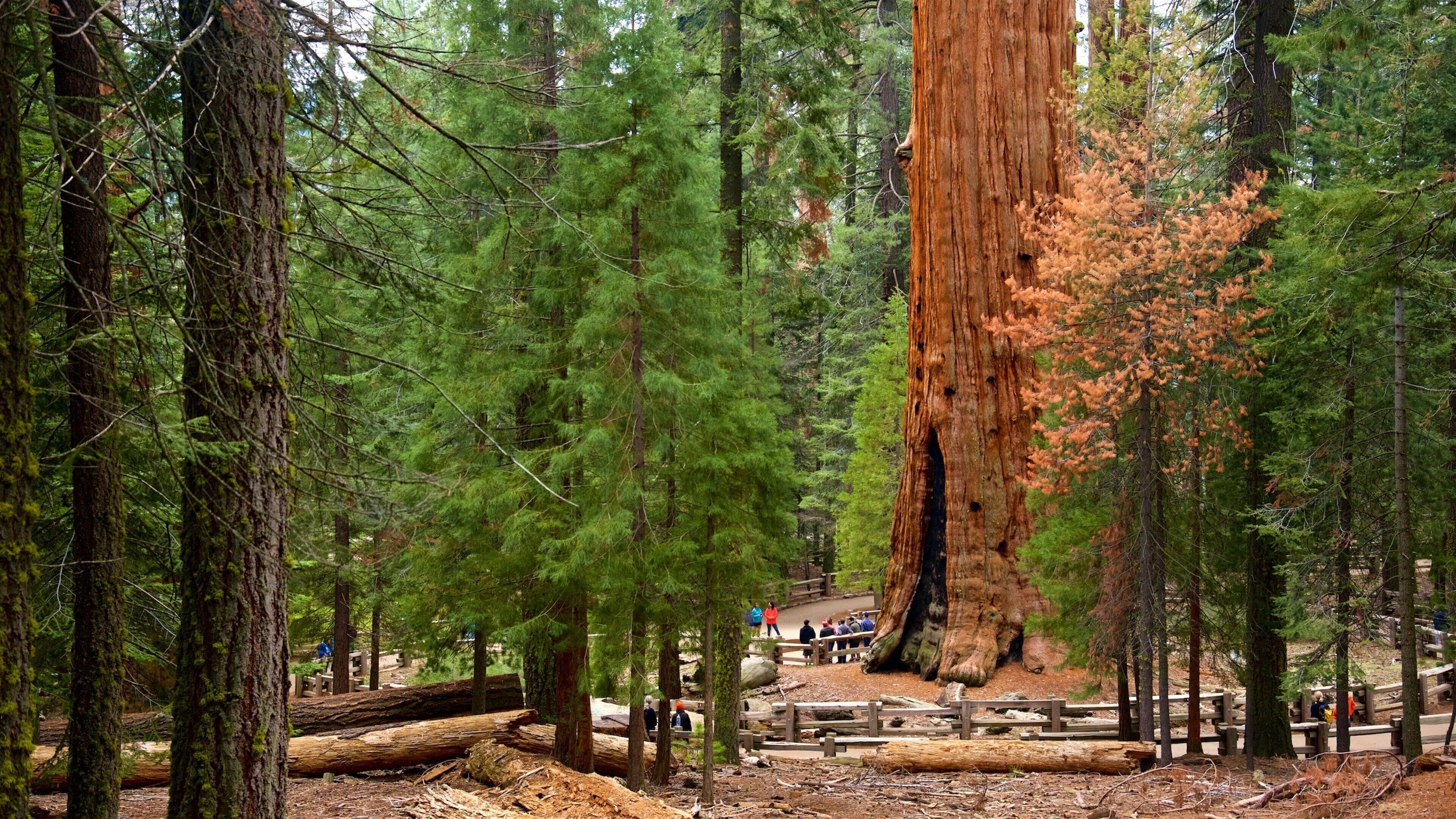 General Sherman Tree mostrando florestas