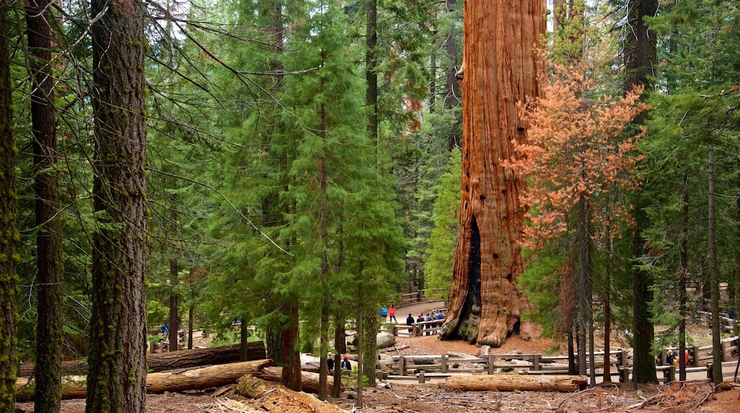 General Sherman Tree mostrando florestas