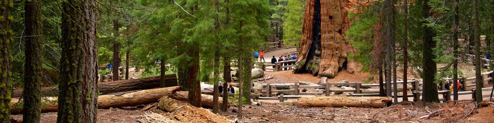 Un bosque con árboles altos, un tronco grande caído y un grupo de personas caminando por un sendero.