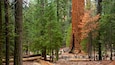 A forest with tall trees, a large fallen log, and a group of people walking on a path.