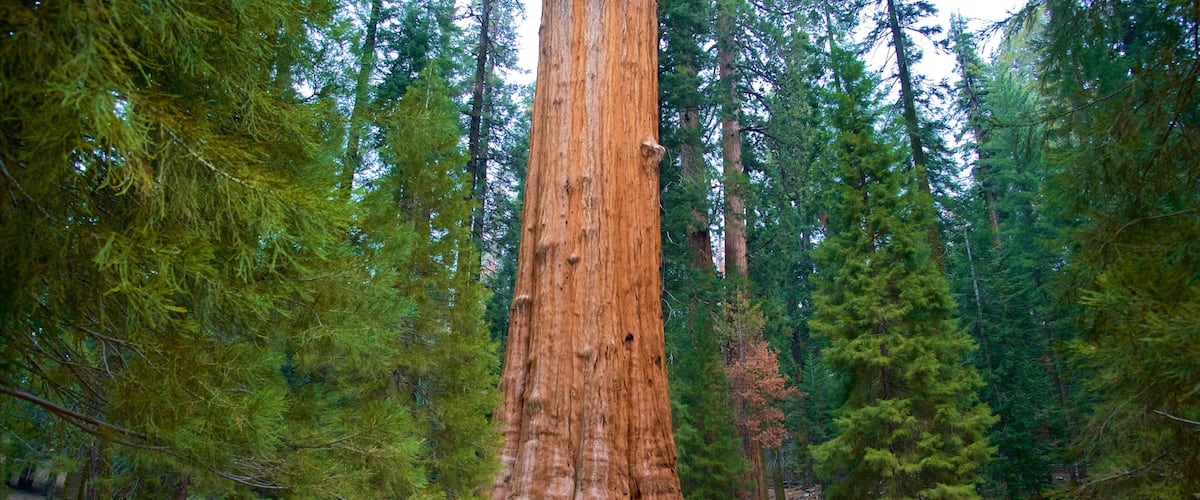 Sequoia National Park mettant en vedette forĂȘts aussi bien que petit groupe de personnes