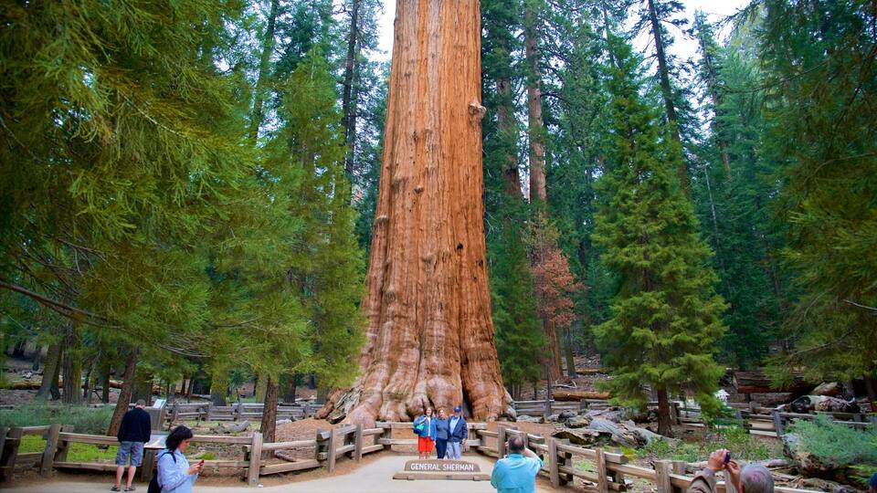 A large redwood tree labeled "General Sherman" surrounded by a forest.