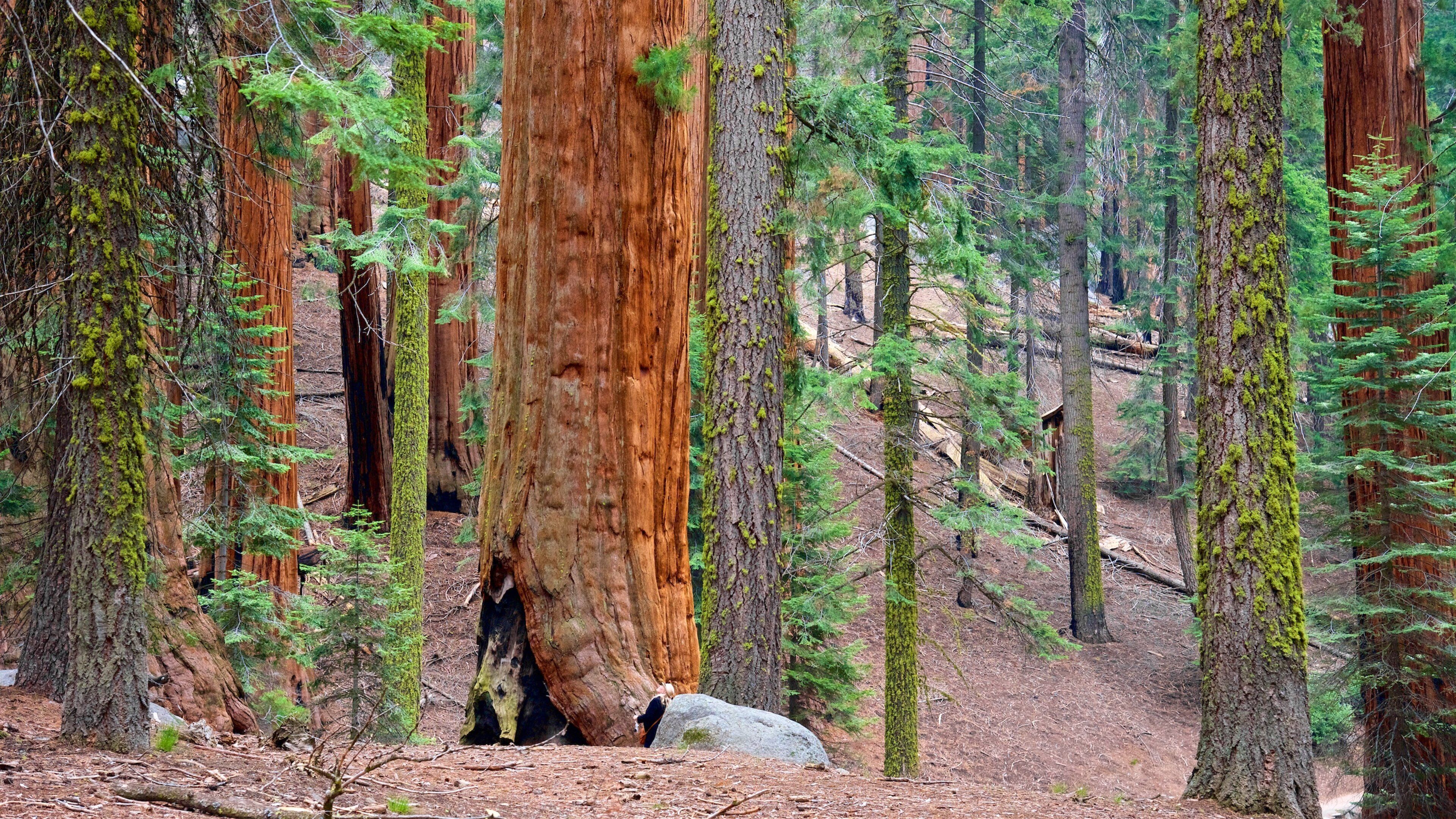 General Sherman Tree which includes forest scenes