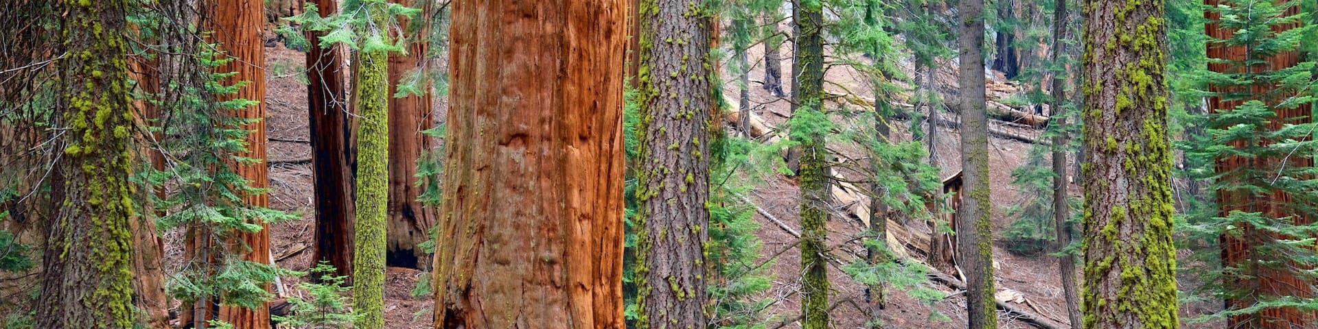General Sherman Tree showing forest scenes