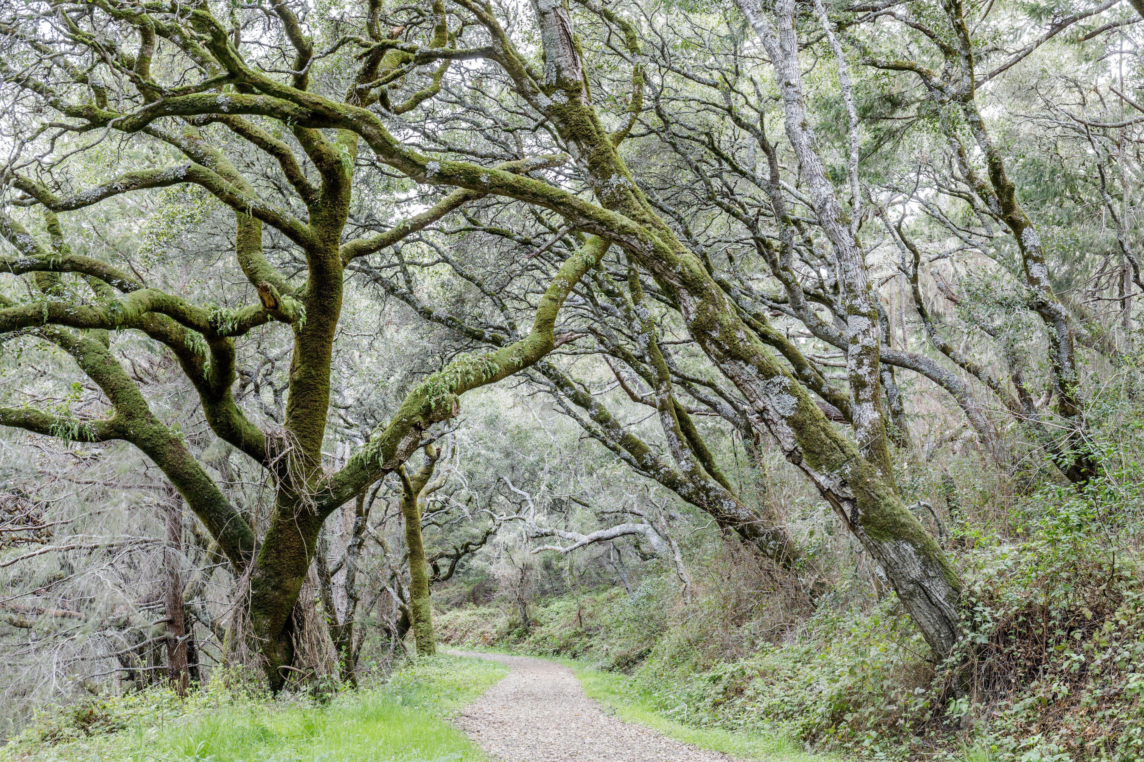 Canyon Live Oak Tree Tunnel at Butano Fire Road. Butano State Park, San Mateo County, California, USA.