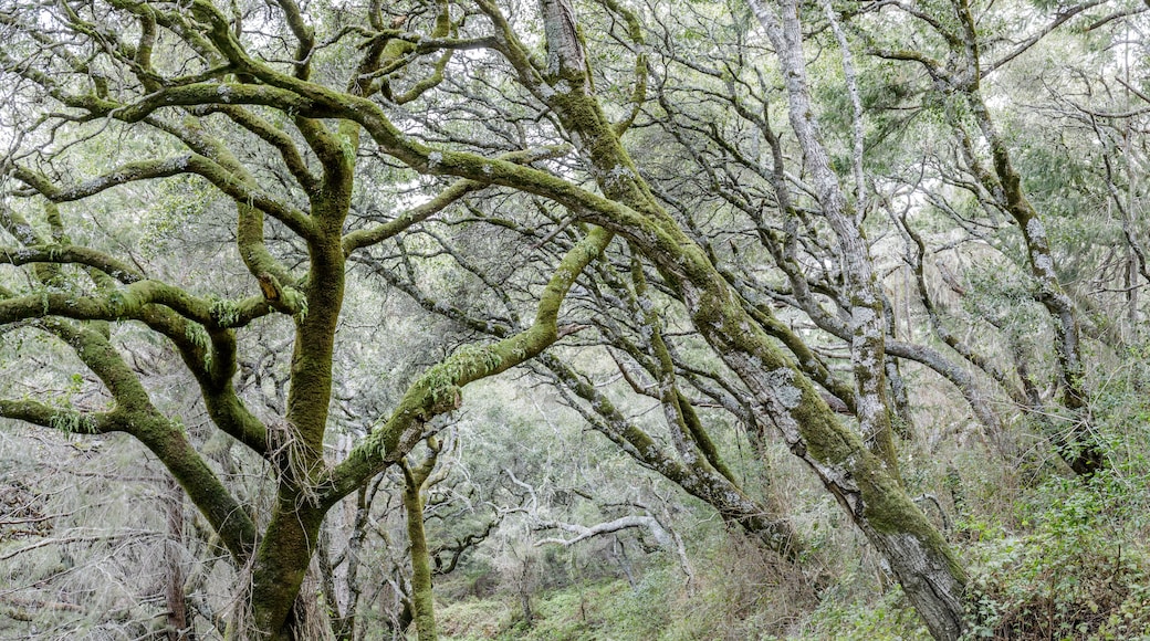 Canyon Live Oak Tree Tunnel at Butano Fire Road. Butano State Park, San Mateo County, California, USA.