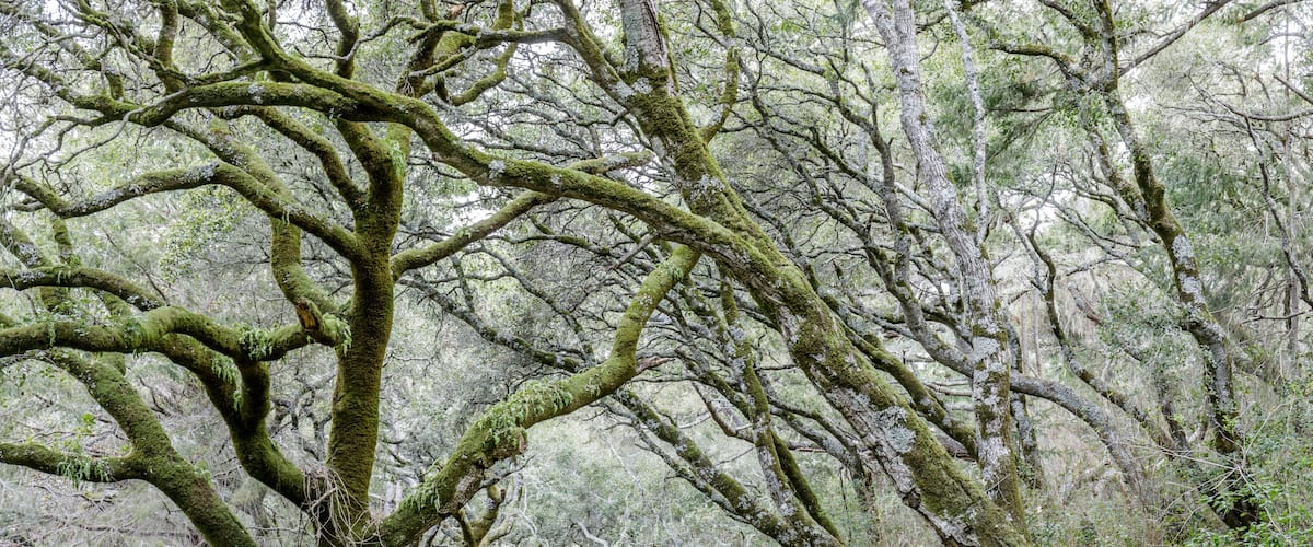 Canyon Live Oak Tree Tunnel at Butano Fire Road. Butano State Park, San Mateo County, California, USA.