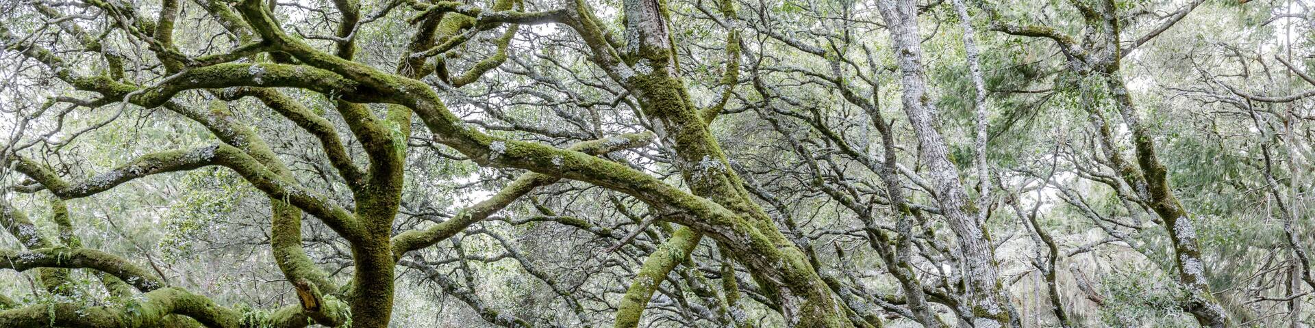 Canyon Live Oak Tree Tunnel at Butano Fire Road. Butano State Park, San Mateo County, California, USA.