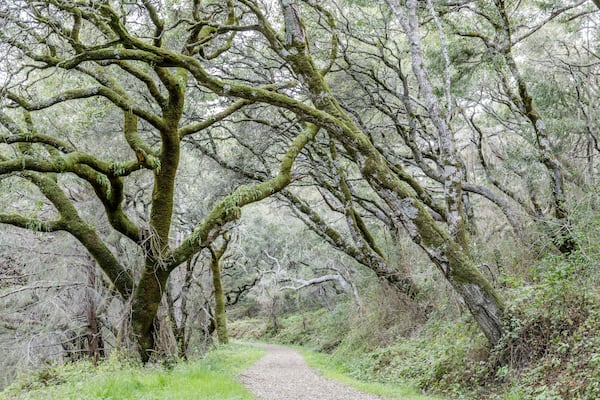 Canyon Live Oak Tree Tunnel at Butano Fire Road. Butano State Park, San Mateo County, California, USA.