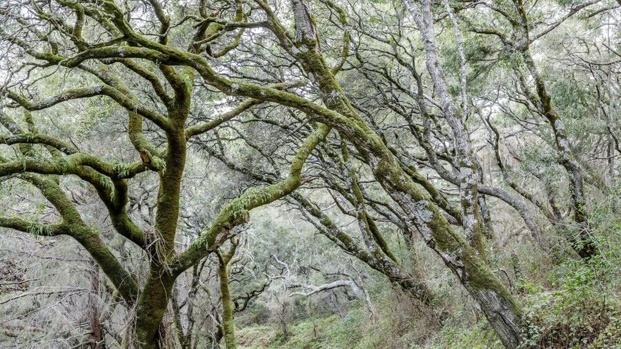 Canyon Live Oak Tree Tunnel at Butano Fire Road. Butano State Park, San Mateo County, California, USA.