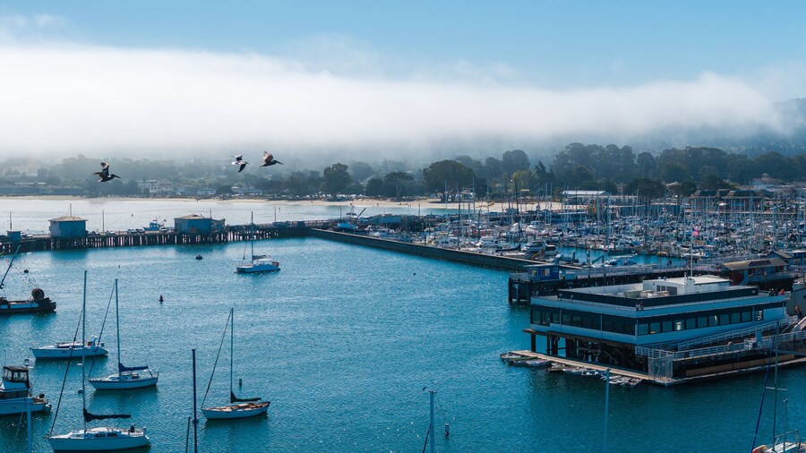 Monterey, California's marina is filled with sailboats and yachts. Birds fly over the water, while fog partially obscures the distant hills.