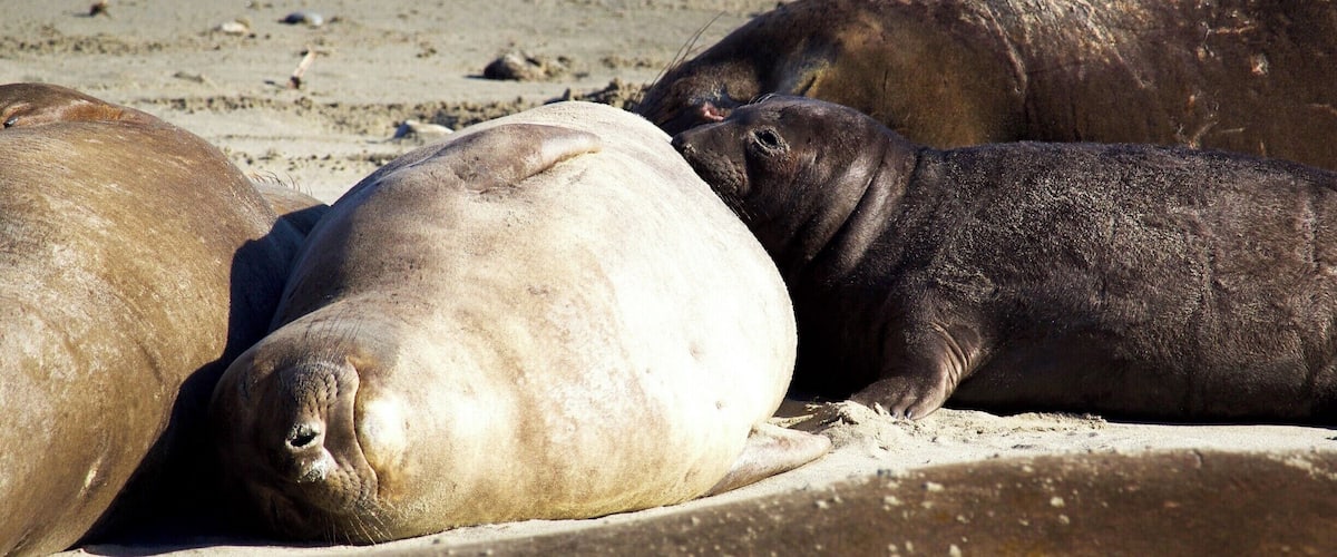 Happy mommy and baby