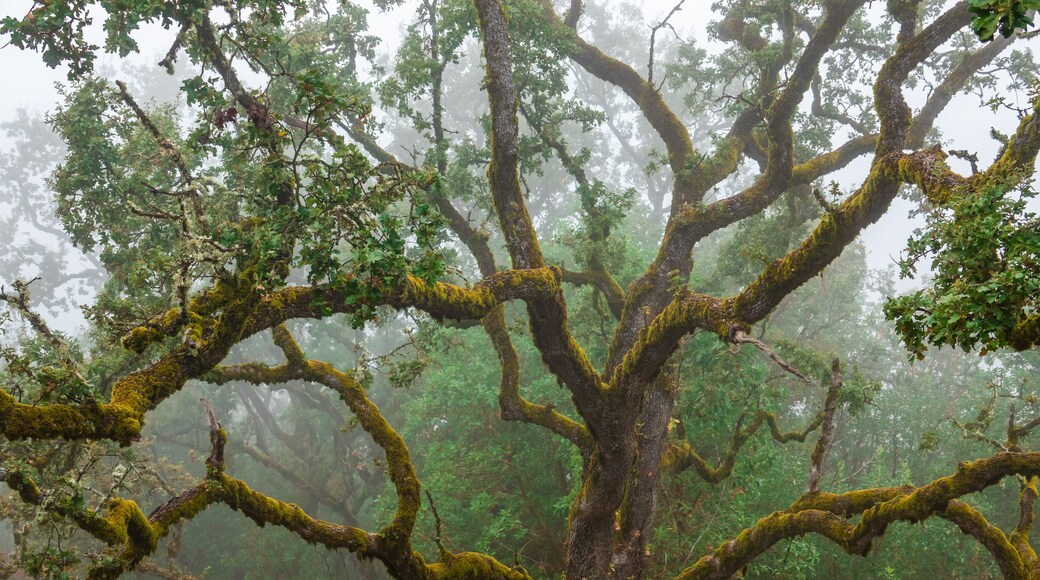프리몬트 피크 주립 공원