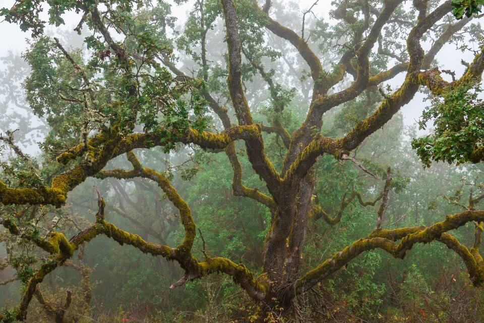 A large tree with moss-covered branches in a foggy forest.