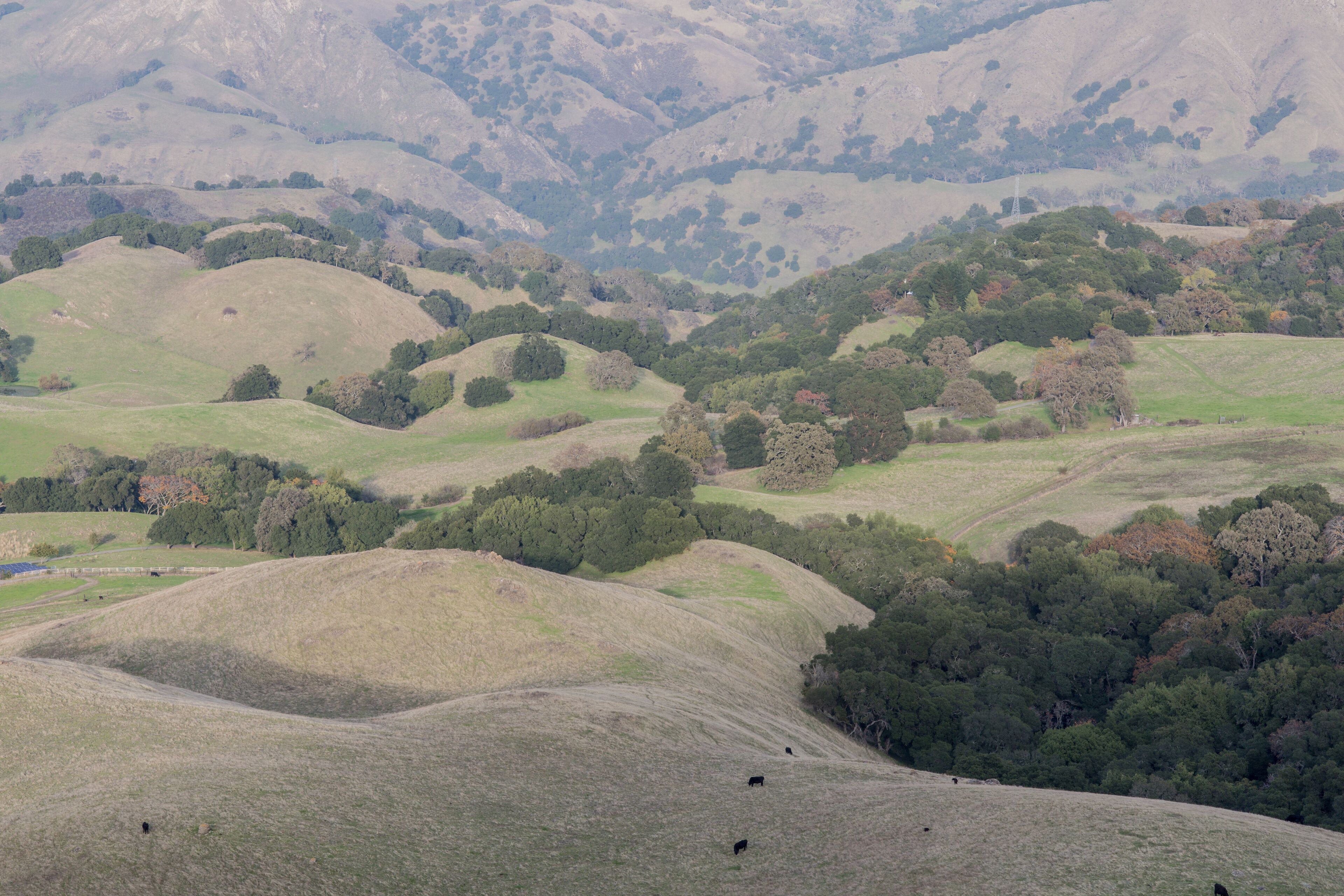 San Francisco East Bay Landscape. Meadows and Pasture lands at the foothills of Mission Peak Regional Preserve, Alameda County, California, USA.