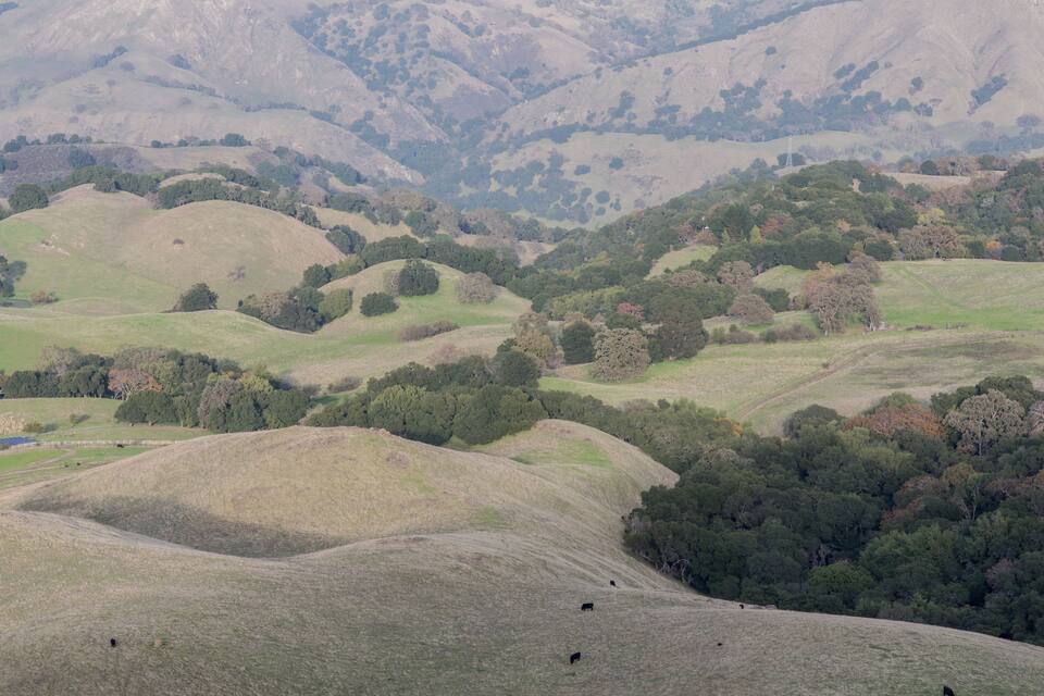 Des collines ondulantes, des arbres épars et un moulin à vent qui se dessine à l'horizon.