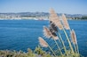 Pampas Grass on the bay trail, Richmond marina in the background, San Francisco bay, California
