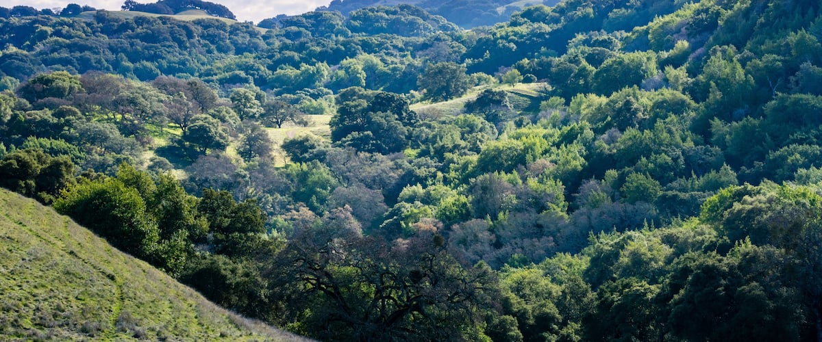 The hills and valleys of Briones Regional Park, Contra Costa county, east San Francisco bay area, California