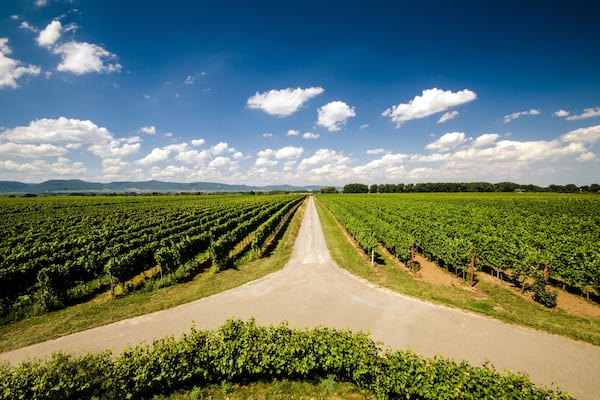 Weggabelung in Weinberg