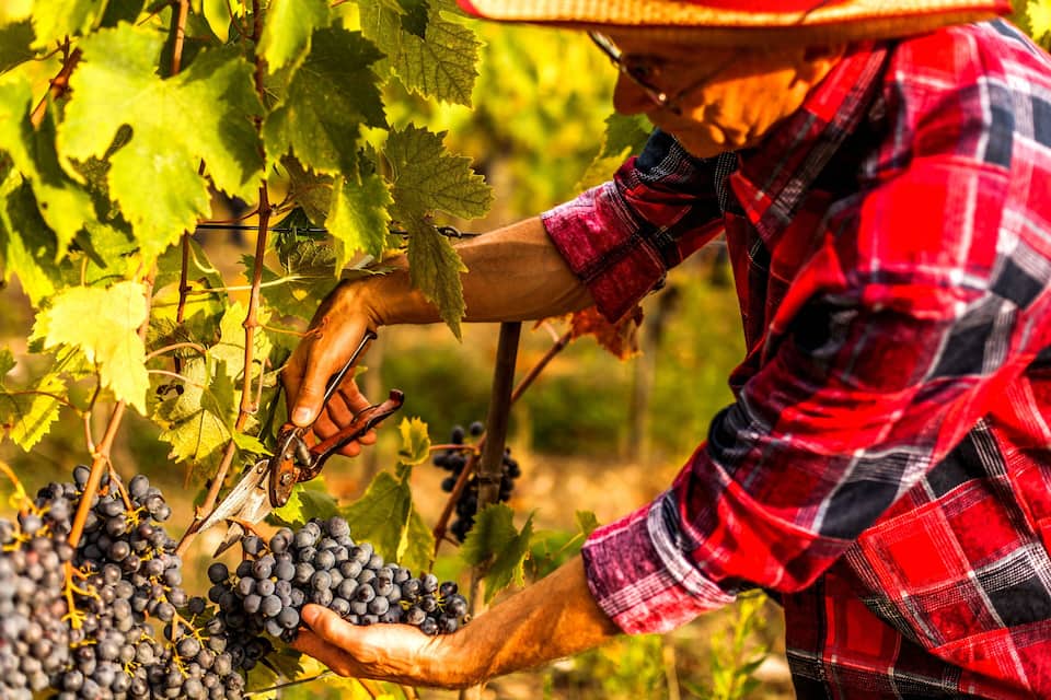 Una persona cosechando uvas de una vid en un viñedo.