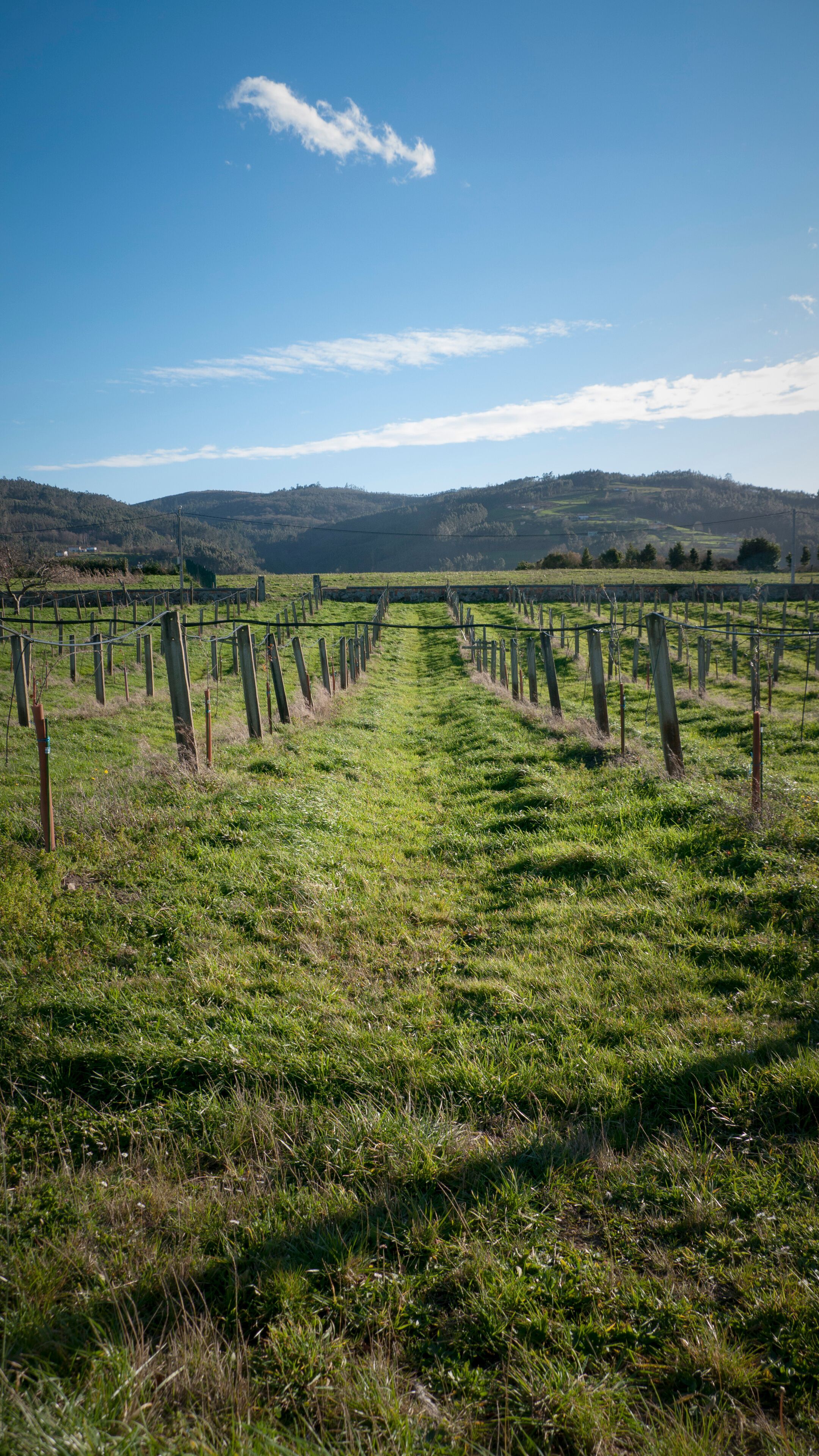 Finca agrícola con postes guía para el cultivo en zona montañosa