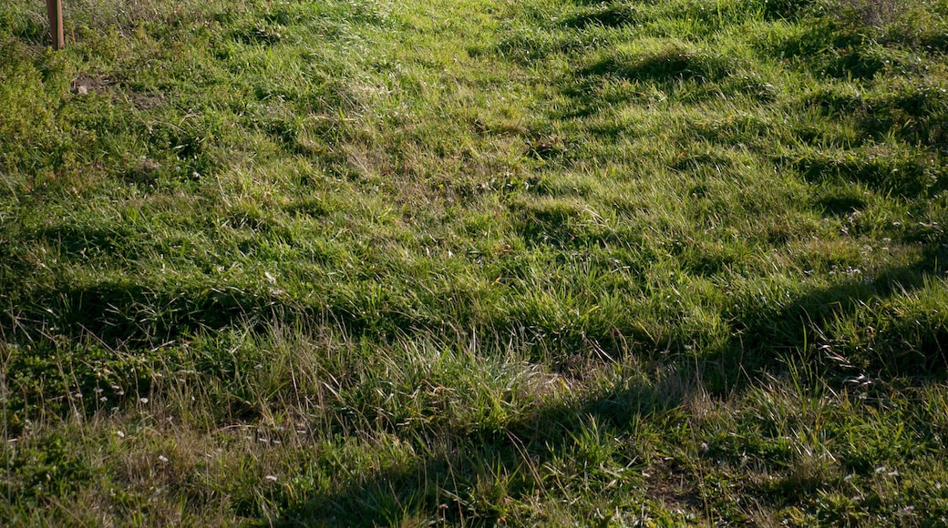 Finca agrícola con postes guía para el cultivo en zona montañosa