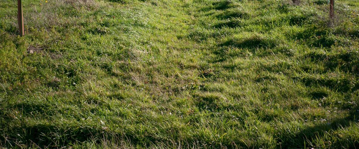 Finca agrícola con postes guía para el cultivo en zona montañosa