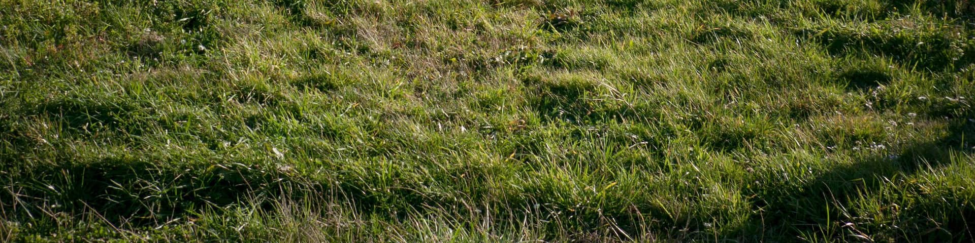 Finca agrícola con postes guía para el cultivo en zona montañosa