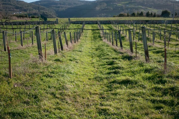 Finca agrícola con postes guía para el cultivo en zona montañosa