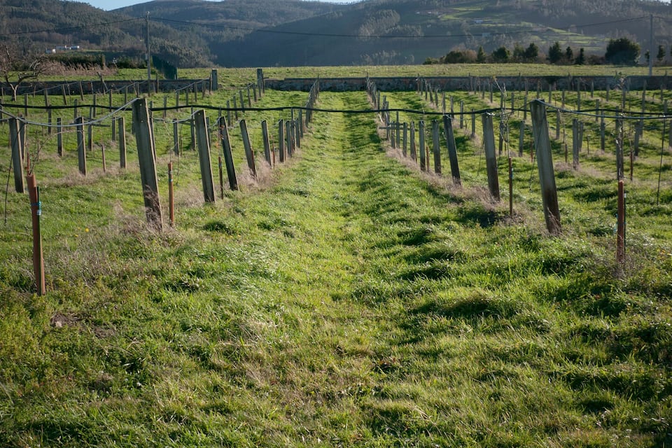 A vineyard with rows of grapevines under a clear blue sky.
