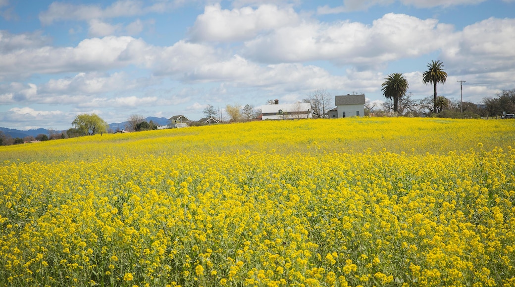 Laguna de Santa Rosa