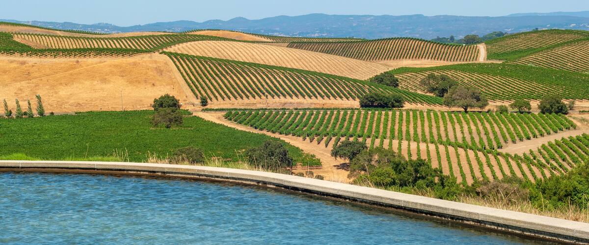 Vinery on the hills of Napa Valley, northern California, USA