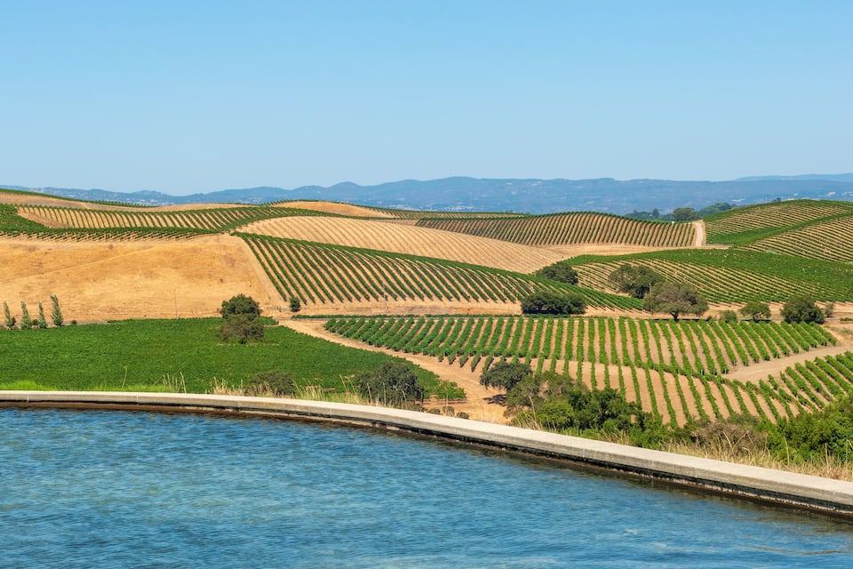 A vineyard landscape with rows of grapevines and a body of water in the foreground.