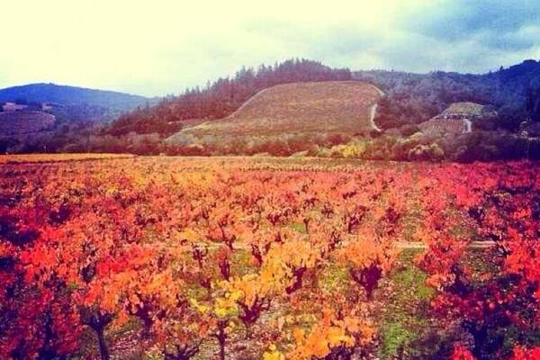 My favorite part of living in Northern California was being able to stumble across some of the most beautiful sights. On my way to a brewery in Santa Rosa I decided to take a different route home and ended up at sunset at a beautiful vineyard.