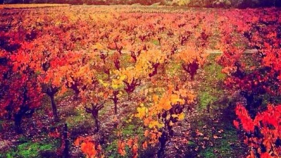 My favorite part of living in Northern California was being able to stumble across some of the most beautiful sights. On my way to a brewery in Santa Rosa I decided to take a different route home and ended up at sunset at a beautiful vineyard.